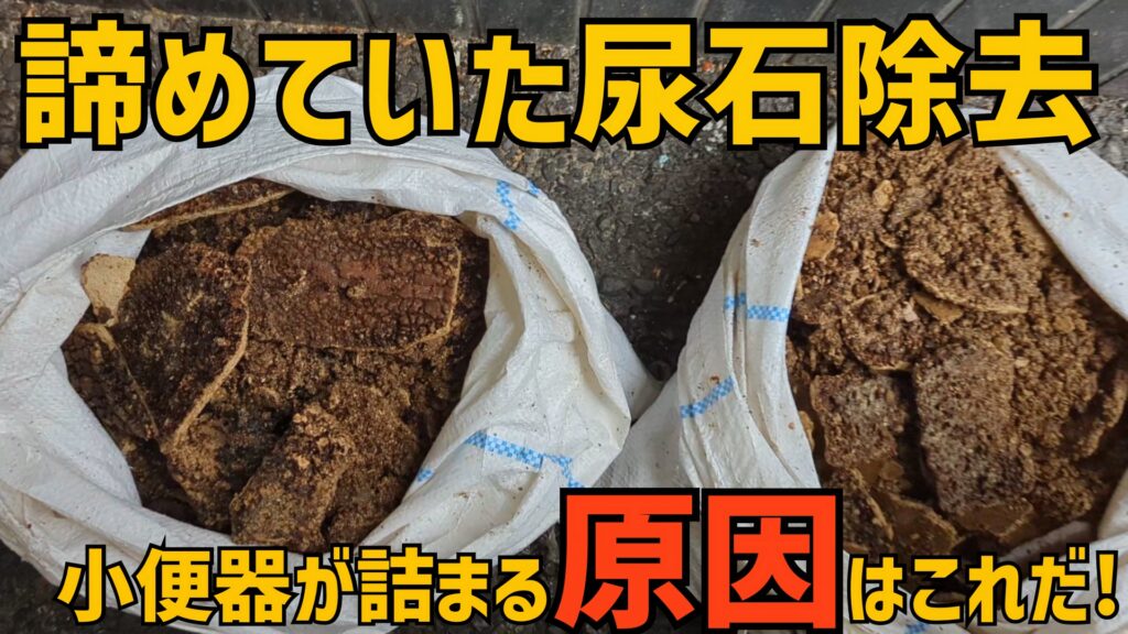 尿石除去作業