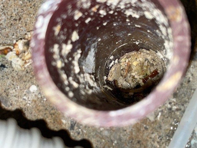 【墨田区】店舗の排水管詰まりをトーラーで解消してきました！